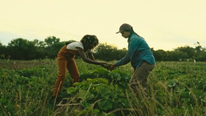 女性有机农民在黄昏时收获南瓜