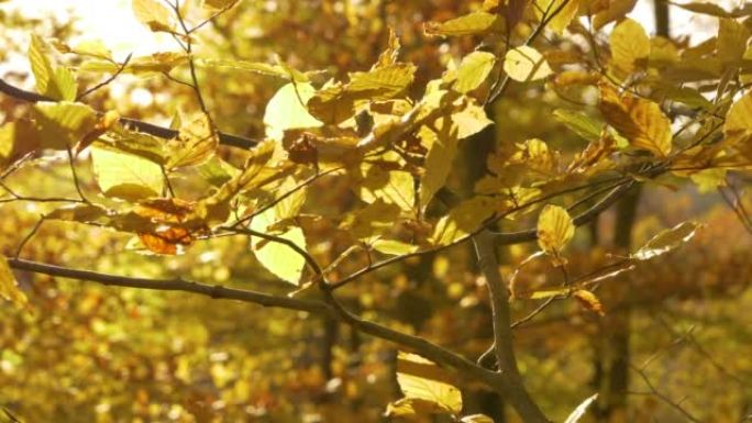 特写: 充满活力的黄色山毛榉叶子在多风和阳光明媚的秋天摇曳