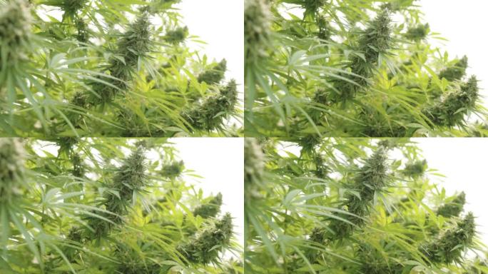 大麻植物实拍树叶空镜头