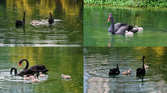 黑天鹅带幼仔在湖里游弋实拍视频