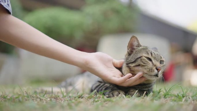 慢动作女人在户外用手抚摸草地上昏昏欲睡的猫