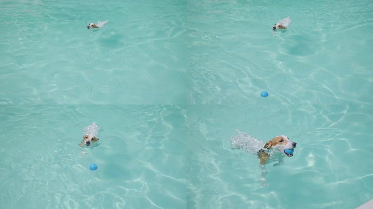 杰克罗素梗狗在游泳池里游泳和拿浮动橡胶球