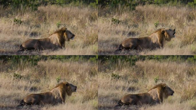 美丽的雄狮躺着咆哮的特写侧视图，转身看着相机