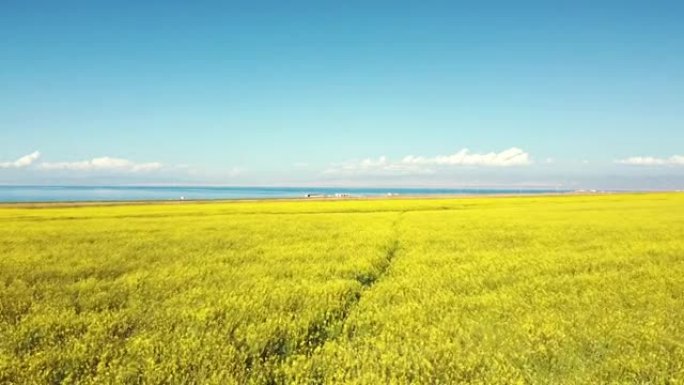 中国青海的油菜籽花田