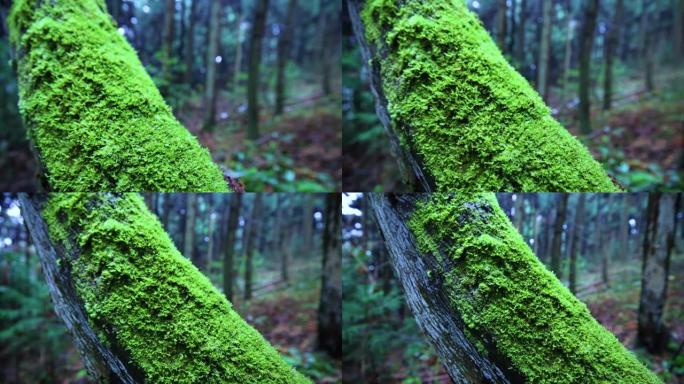 树枝上的苔藓特写展示青苔树干