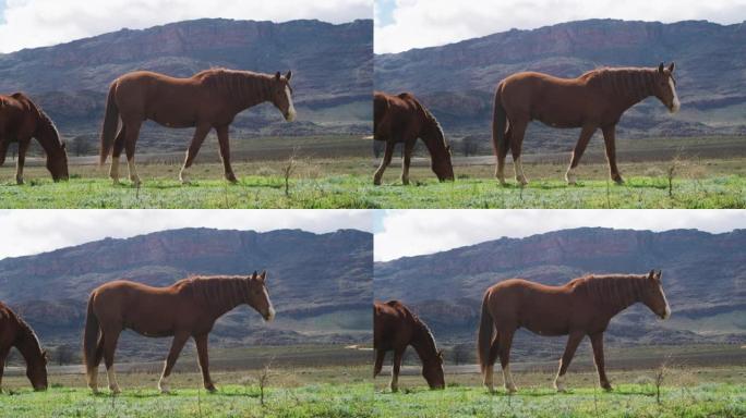 农场上美丽马匹的4k视频片段