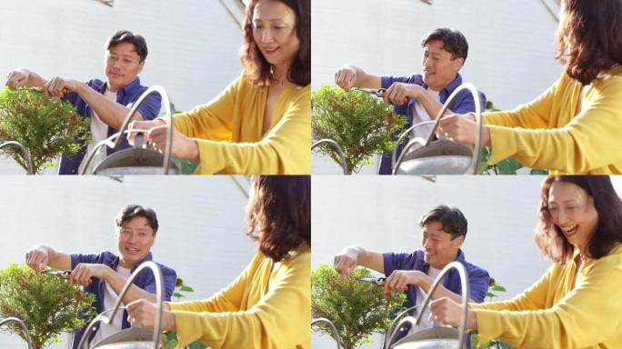 成熟的亚洲女人水植物在夏季花园使用喷壶，而她的丈夫修剪灌木与剪枝与焦点在背景-在慢动作拍摄