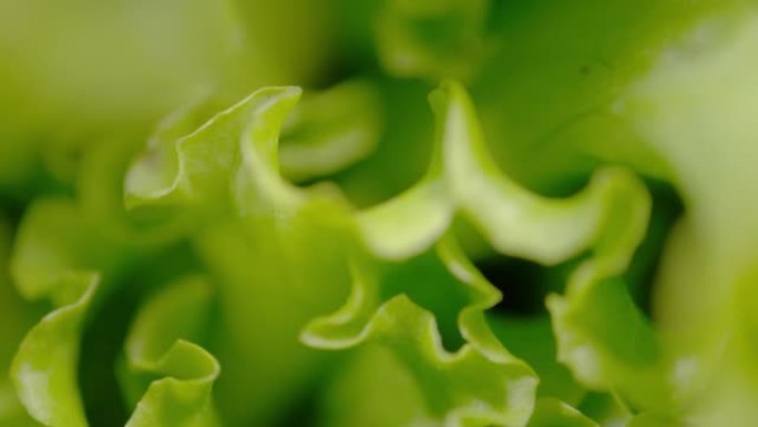MACRO，dop: 美味的年轻长叶莴苣生长在郁郁葱葱的绿色花园中。