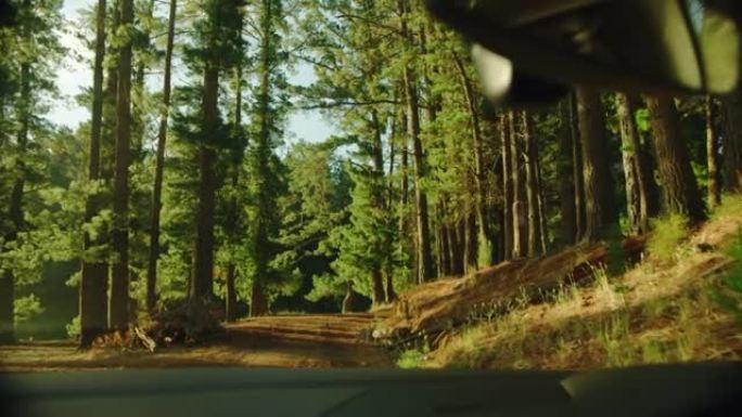 沿着森林路行驶生态环境车内往外看自驾游