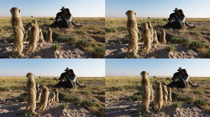 有趣可爱的动物。一名男女游客拍摄并与一小群猫鼬互动的特写肖像
