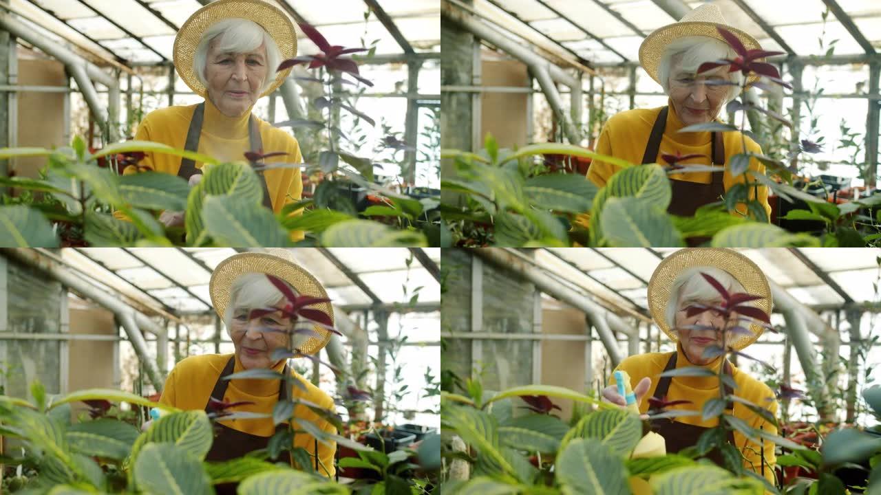 高级女农民的肖像在温室里洒水照顾植物