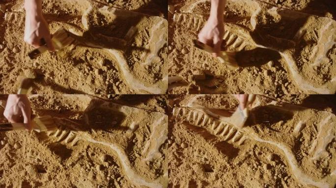 自上而下的视图: 古生物学家清理暴龙恐龙骨骼。考古学家发现了新捕食者物种的化石遗骸。考古发掘挖掘地点