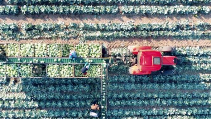 结合输送机和农场工人收集白菜