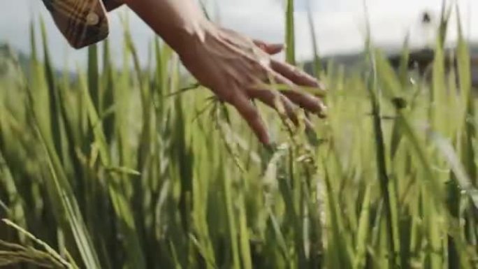 手抚成熟的金色小麦植物