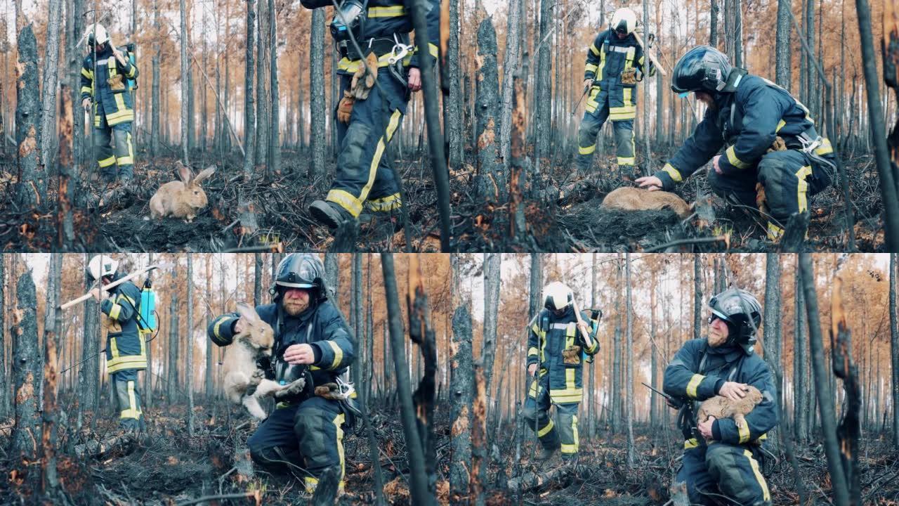消防员正在阴燃的林地中营救一只兔子