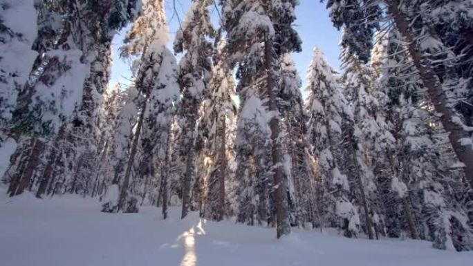 DS阳光透过高地积雪覆盖的云杉树