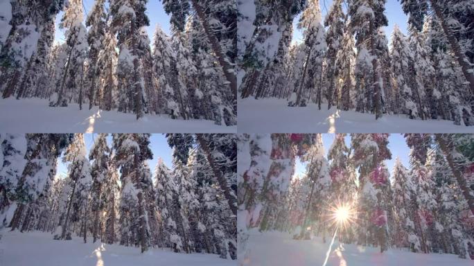 DS阳光透过高地积雪覆盖的云杉树