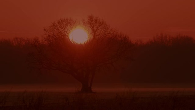 太阳从树后面升起日出清晨黎明朝霞太阳升起