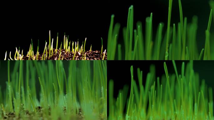 春季春天种子发芽生长微距延时摄影