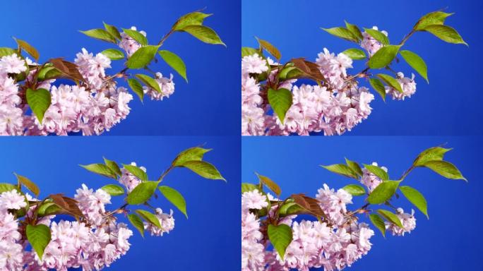 孤立的树枝上的粉红色花朵蓝屏