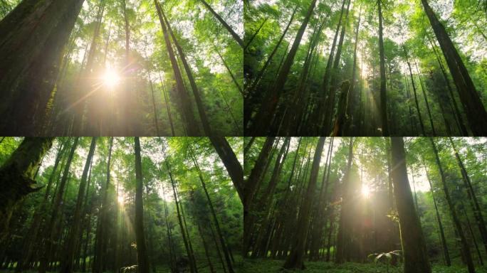 早晨的森林丁达尔效应光透过树林逆光