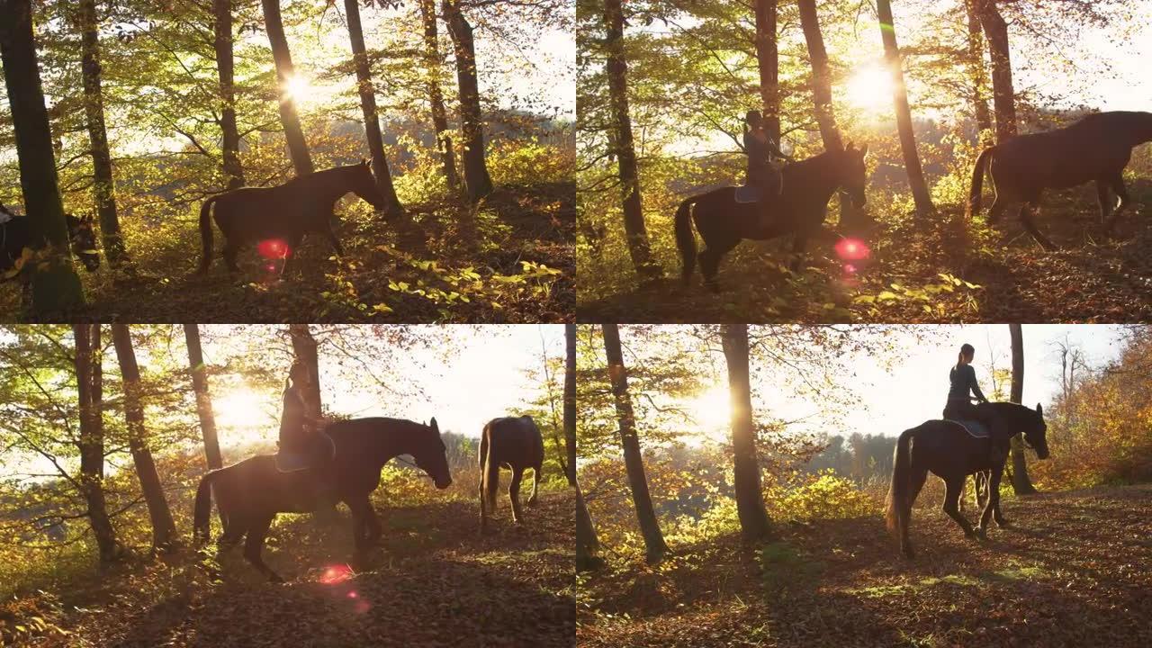 镜头耀斑: 女性骑马骑手在金色的树林中引导她的马匹