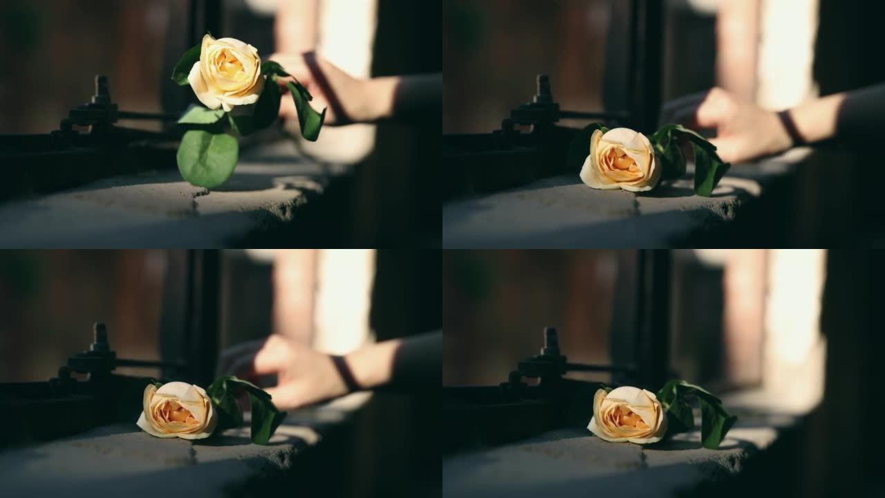 破窗上的玫瑰花破窗上的玫瑰花