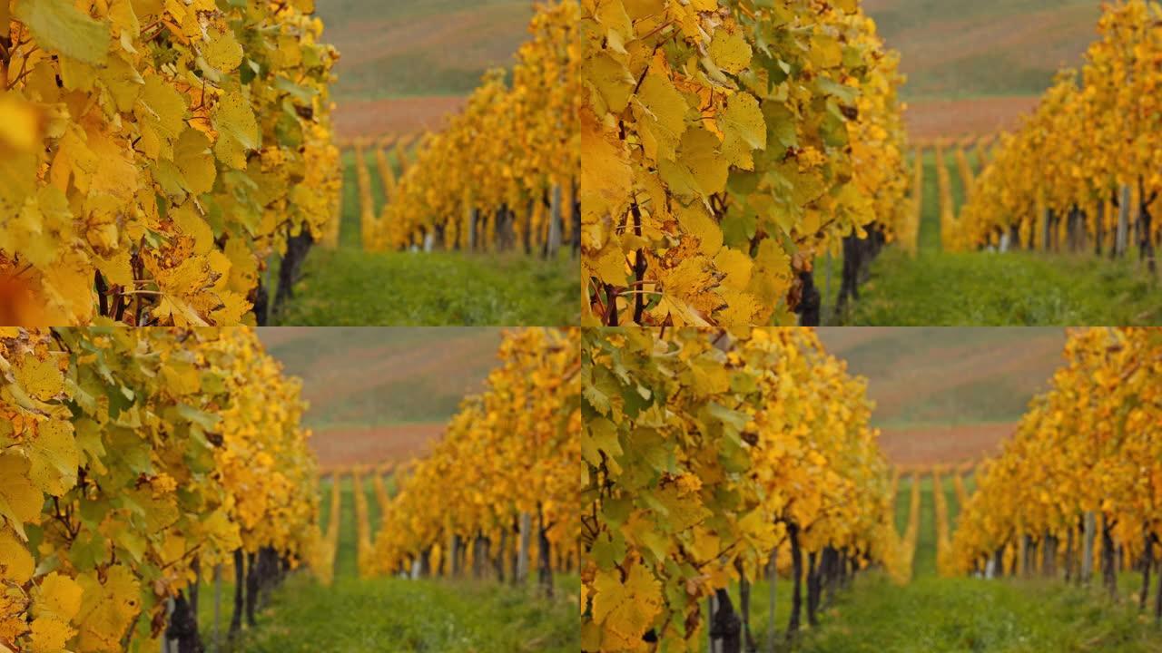 黄色秋季颜色的DS葡萄园