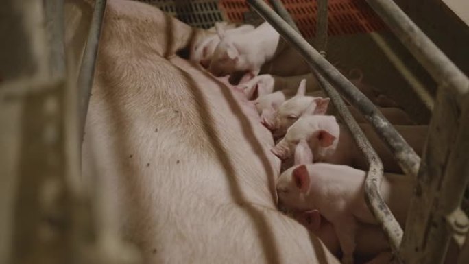 慢动作，手持拍摄母猪护理一大群小猪，吮吸牛奶