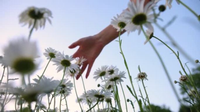 手触摸白花，低角度视图