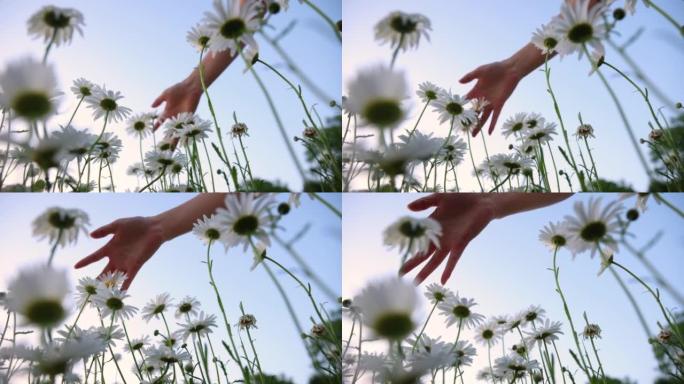 手触摸白花，低角度视图