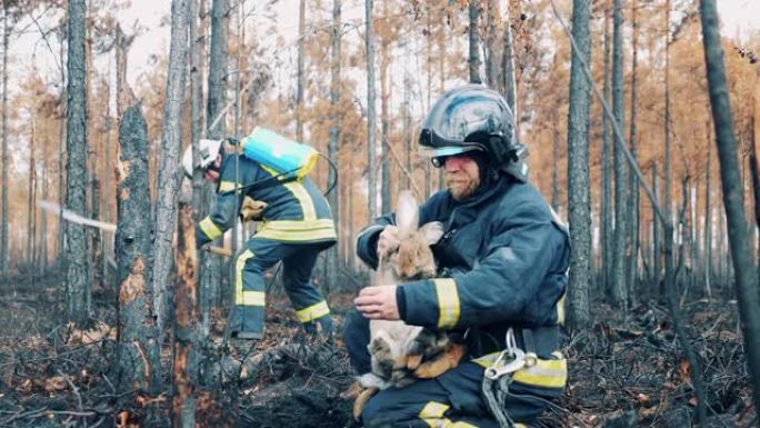 消防员在烧毁的树林中抚摸兔子