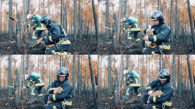 消防员在烧毁的树林中抚摸兔子