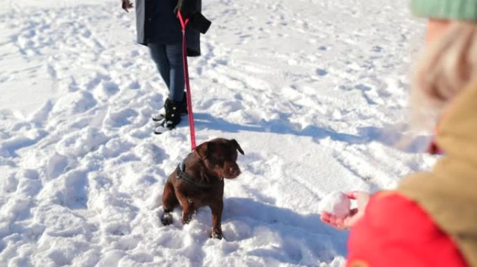 他喜欢在雪地里玩耍!