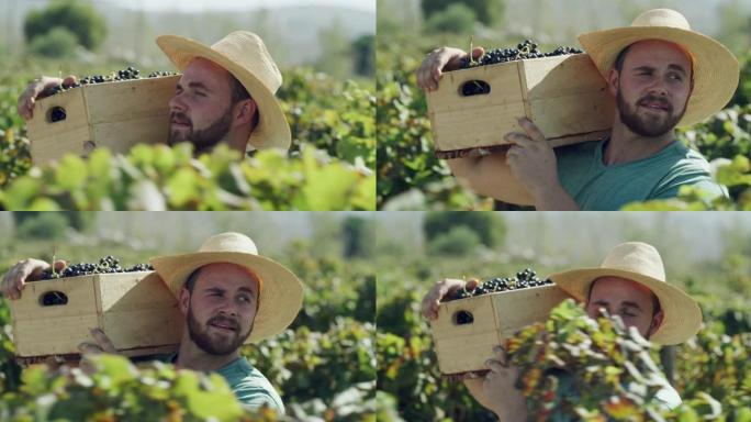 4k视频片段，一个年轻的男性农民拿着一箱刚收获的葡萄