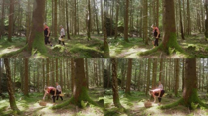 在森林中寻找食用蘑菇的老年妇女