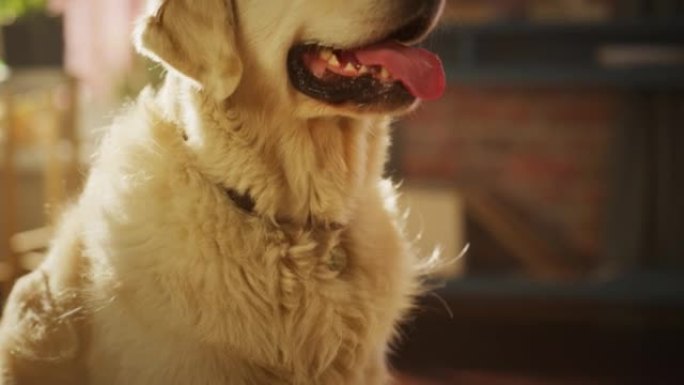 一只英俊的诺贝尔血统金毛猎犬狗的肖像看着相机，在阁楼客厅的家里玩得很开心。快乐犬小狗-人类最好的朋友