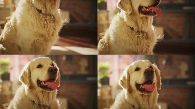 一只英俊的诺贝尔血统金毛猎犬狗的肖像看着相机，在阁楼客厅的家里玩得很开心。快乐犬小狗-人类最好的朋友