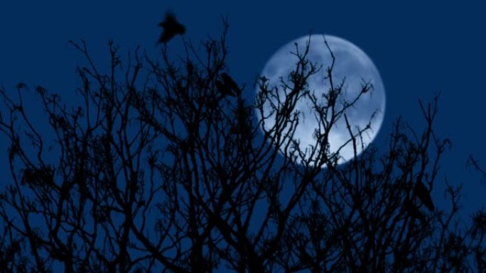 鸟类在夜间从树枝上飞出