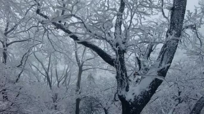 冬天有雪的森林雪林雪景冰天雪地冬天雾凇