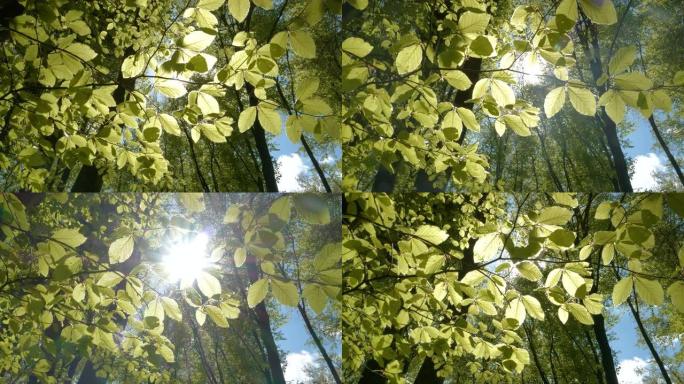 自下而上，镜头耀斑: 阳光透过新鲜的春季山毛榉叶子窥视