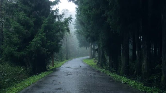 雨中有雾的森林道路