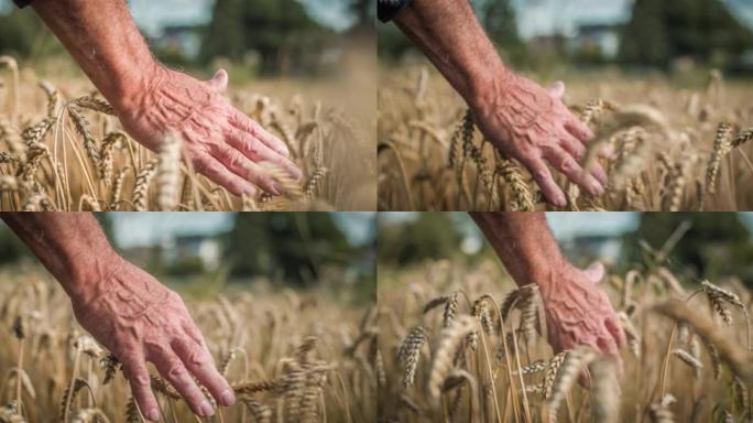 农民在田野中漫步时触摸麦子的头