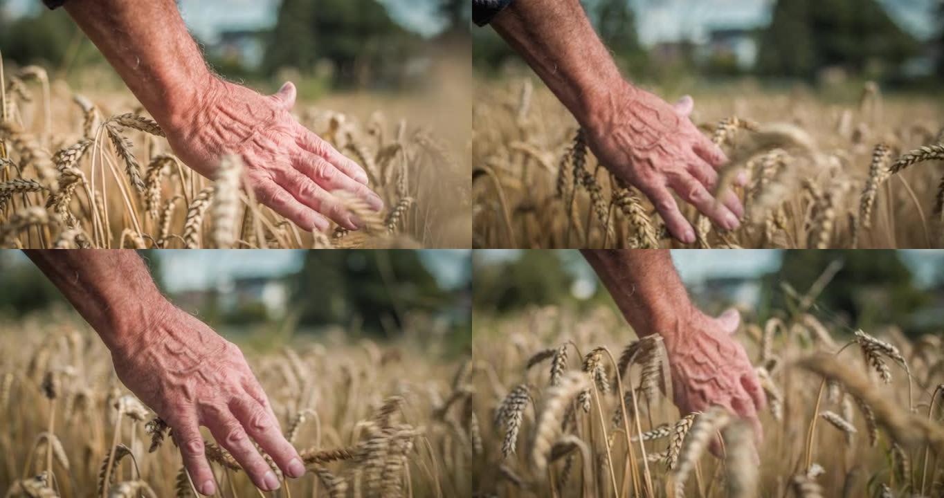 农民在田野中漫步时触摸麦子的头