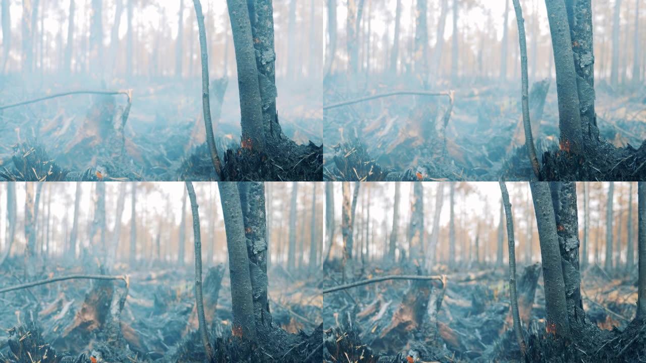 烧毁的树木周围有烟