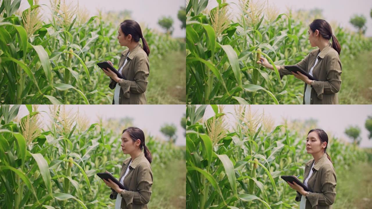 年轻女子在农场检查农作物时使用数字平板电脑