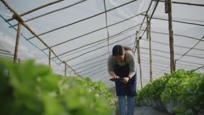 农民使用数字平板电脑监控大型蔬菜农场的生菜田