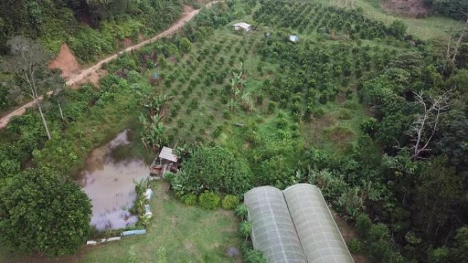 在马来西亚热带气候的有机蔬菜农场正上方的无人机视图