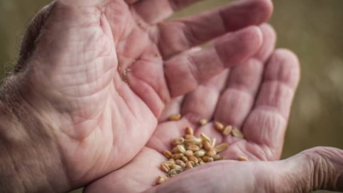 控制小麦收成荒年粮食收成瘪小麦