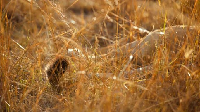 狮子的尾巴躺在野生动物保护区阳光明媚的金色草地上